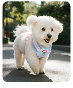 Schattige witte Bichon met blauw en roze mesh hondentuigje buiten in het zonlicht