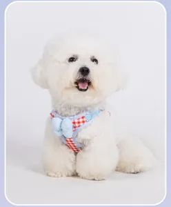 Detailed view of white Bichon dog wearing a red checkered harness with blue bow