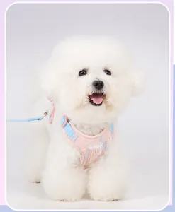 Close-up of a white Bichon Frise wearing a stylish pink and blue seersucker dog harness.