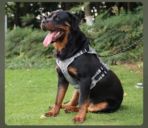 Graues taktisches Hundegeschirr für große Hunde an einem Rottweiler im grünen Park