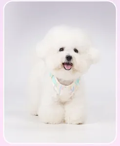 Detail view of a white Bichon dog wearing a cute pastel seersucker pet harness strap