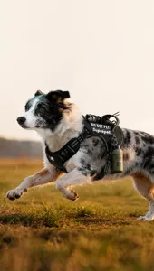 Detailansicht des taktischen Hundegeschirrs mit wasserfestem Oxford-Stoff und stabilen Gurten