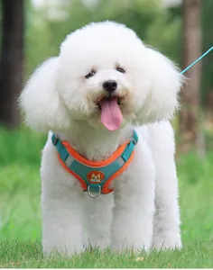 Close-up of a white poodle wearing a reflective teal and orange breathable pet vest harness