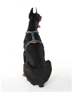 Detailansicht eines blauen reflektierenden Hundegeschirrs mit Griff an einem großen Hund.