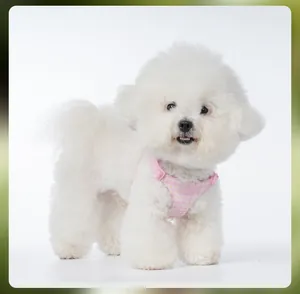 Close-up of pink daisy pattern harness on a fluffy white small dog for outdoor walking