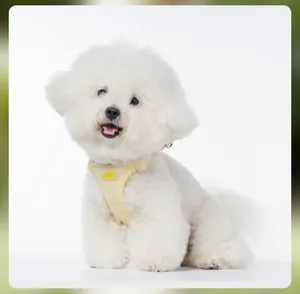 Detailed view of a yellow daisy floral dog harness worn by a fluffy white Bichon Frise puppy