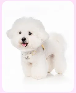 White puppy wearing elegant dog harness with crystal butterfly detail