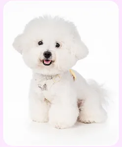 Elegant cream white dog harness featuring a sparkling purple butterfly charm detail
