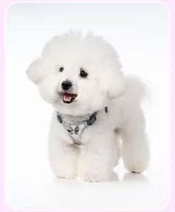 Detailed view of silver pet harness with a stylish black and silver butterfly bow