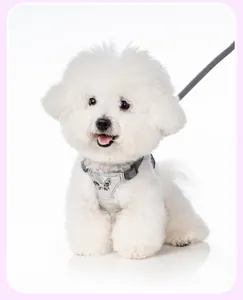 Elegant silver pet harness with metal butterfly bow for small dogs shown on model
