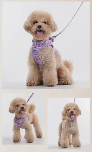 Ensemble harnais et laisse pour chien à carreaux violets, plusieurs vues sur caniche
