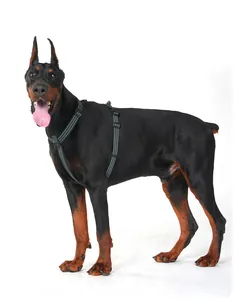 Seitenansicht eines reflektierenden No-Pull Hundegeschirrs an einem großen Dobermann Hund