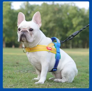 Reflective colorful dog harness and leash set on white French Bulldog