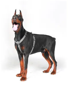 Detail eines reflektierenden Hundegeschirrs an einem Dobermann in Studio-Umgebung.