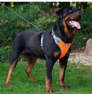 Een grote Rottweiler hond met een reflecterend oranje hondentuigje in een park.