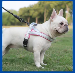 Side view of a French Bulldog wearing a pink reflective harness with black leash in a park.