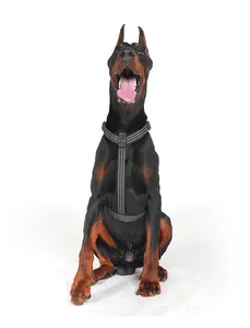 Nahaufnahme eines reflektierenden schwarzen Hundegeschirrs mit zwei D-Ringen an einem Dobermann
