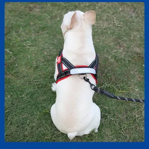 Detail view of a reflective red and black dog harness with leash on a French Bulldog.