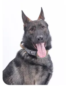 Detailed view of tactical dog collar with DO NOT PET patch on a large German Shepherd