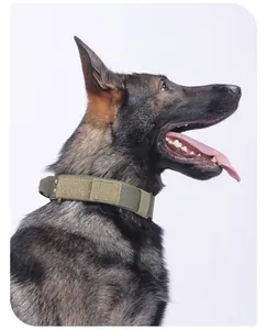Tactical green dog collar with gold rivets shown on a German Shepherd side profile