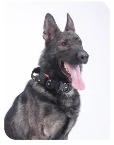 Close-up of a black tactical dog collar with rivets and metal buckle on a dog