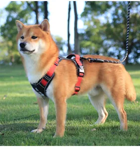 Σκύλος Shiba Inu που φοράει ανθεκτικό κόκκινο και μαύρο στηθόλουρο στο γρασίδι