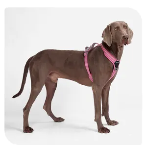 Seitenansicht eines pinkfarbenen, reflektierenden Hundegeschirrs an einem Weimaraner-Hund