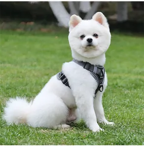 Kleiner weißer Hund mit grauem, reflektierendem Hundegeschirr draußen im Gras