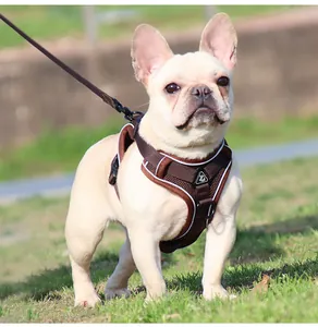 Detailansicht einer französischen Bulldogge mit braunem reflektierendem Hundegeschirr.