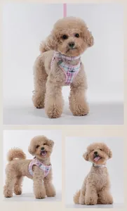 Vue détaillée de l'ensemble harnais et collier pour chien à carreaux sur un chiot caniche