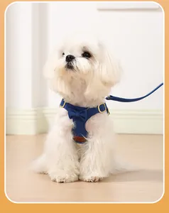 Detailed view of small white dog wearing an elegant blue bow-tie suede harness and leash