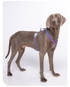 Reflektierendes H-förmiges Hundegeschirr mit lila-blauem Sternengewebe an großem Hund.