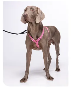 Langlebiges rosa H-förmiges Hundegeschirr mit reflektierendem Gurtband an einem Weimaraner