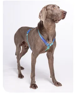 Detailansicht eines blauen reflektierenden H-Hundegeschirrs an einem großen Hund