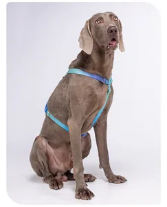 Seitenansicht eines blauen reflektierenden H-Geschirrs an einem Hund im Studio