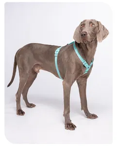 Detail eines petrolfarbenen, reflektierenden H-Hundegeschirrs an einem Weimaraner.