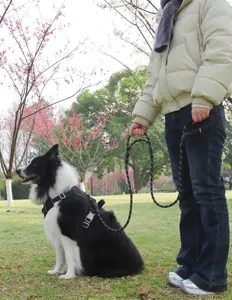 Reflecterende hondenriem en tuigje set op een border collie in een parkomgeving