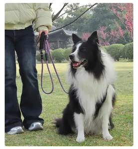 Durable purple reflective dog leash used on a Border Collie in park setting