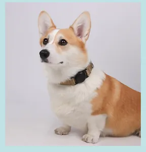 Χαριτωμένο Corgi με χακί κολάρο σκύλου και ενσωματωμένη θήκη για AirTag GPS.