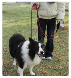 Red and black braided slip lead dog leash shown on a Border Collie in a park setting.