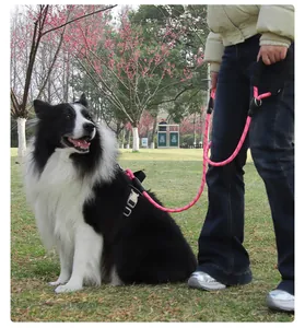 Detail view of pink reflective dog leash and harness used on a dog in an outdoor park