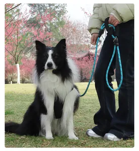 Blue reflective heavy duty dog leash with soft foam handle used in an outdoor park