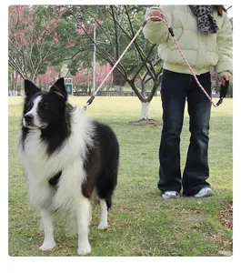 Reflective dog p-leash with dual-handle design shown in a park with a border collie