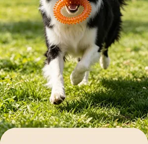 Actiefoto van een Border Collie die speelt met een duurzame oranje stekelige speelring