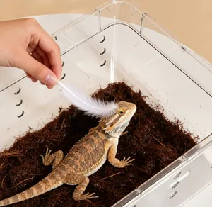 Transparente Reptilien-Zuchtbox mit Bartagame auf natürlichem Kokosfaser-Substrat
