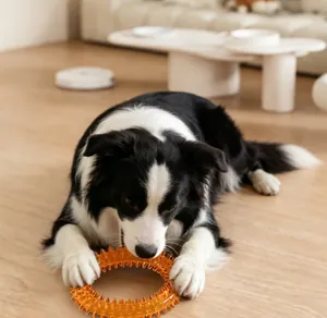 Dichtbij van een Border Collie die speelt met een oranje stekelige ring op een houten vloer.