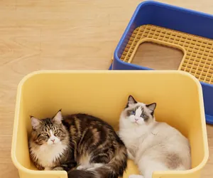 Vista detallada de dos gatos grandes sentados cómodamente en un arenero amarillo espacioso