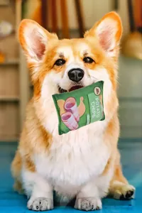 Close-up of a Corgi dog playing with a green plush potato chip squeaky toy