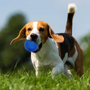 Blue spiky TPR dog ball toy for fetch and chewing, shown with a beagle in the grass