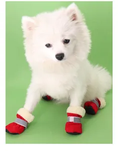 Perro blanco pequeño con botas de invierno rojas cálidas, tiras reflectantes y forro polar